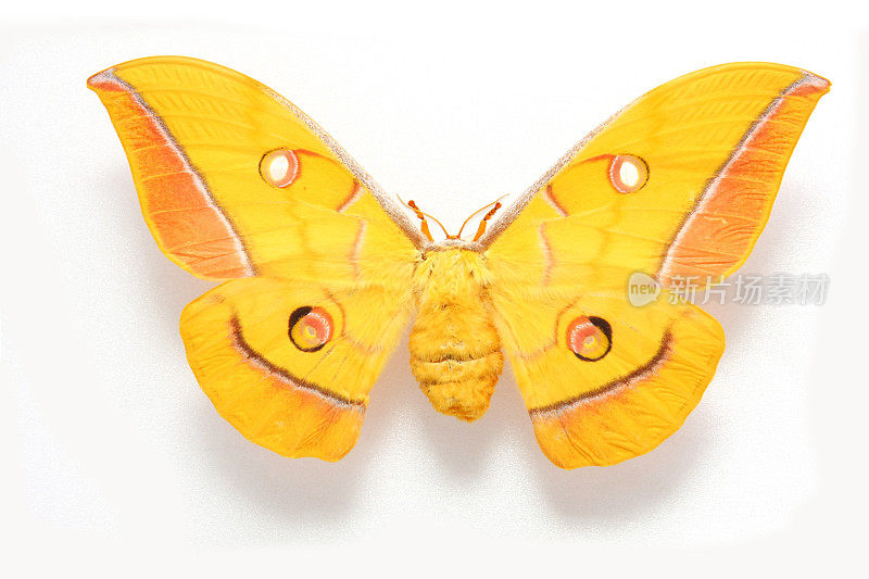 美丽的蝴蝶...... Antheraea yamamai